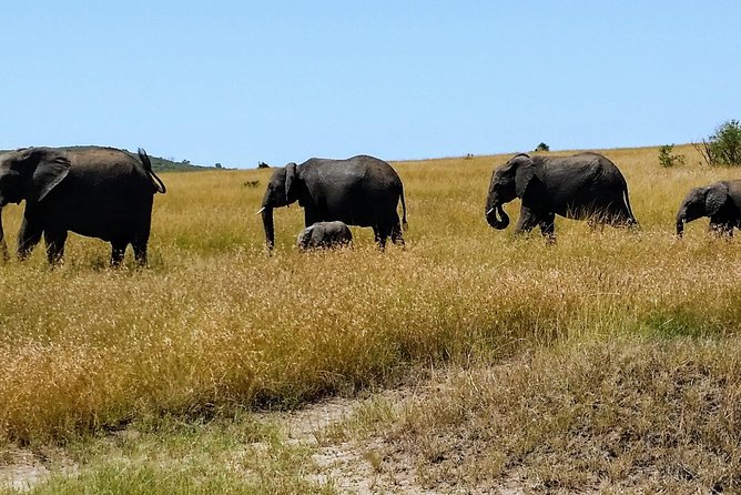 3 Days Maasai Mara Luxury Camping - Nairobi to Maasai Mara: a long first day with a rewarding finish