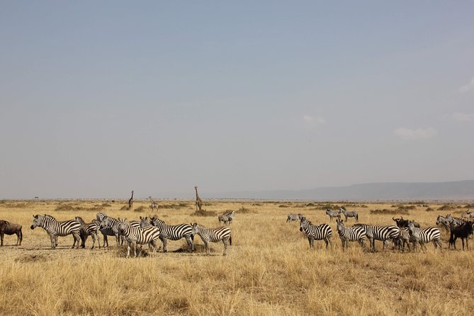 3 Days Maasai Mara Luxury Camping - Day two: the safari day that carries the trip