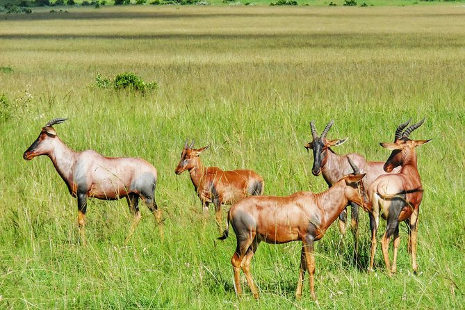 3 Days Maasai Mara Luxury Camping - Adding a Maasai village visit