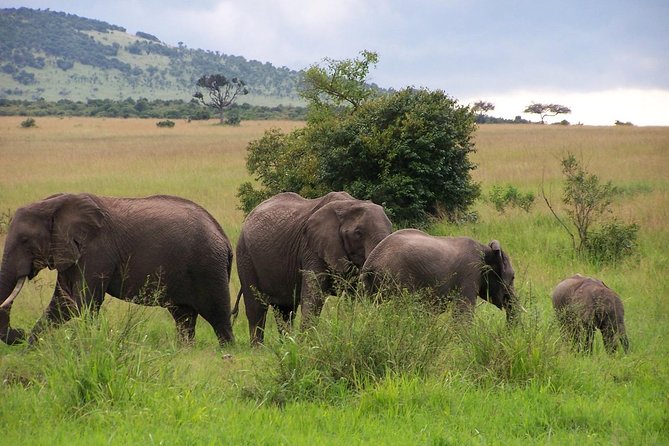 3 Days Maasai Mara Luxury Camping - Returning to Nairobi after breakfast