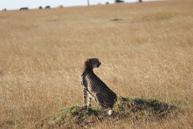 3 Days Maasai Mara Luxury Camping - Service and group comfort