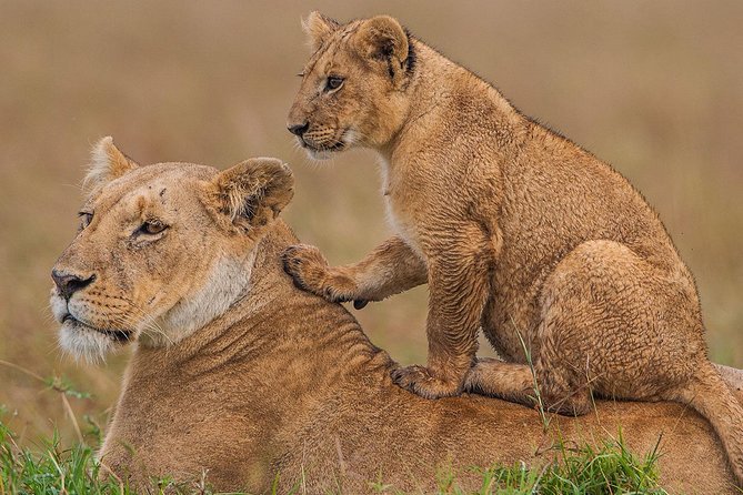 3 days Maasai Mara Luxury Safari - Why this safari works in only three days