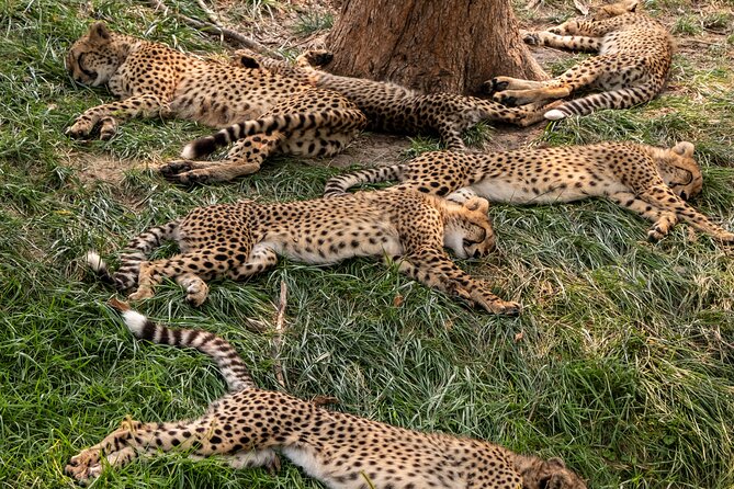 3 days maasai mara migration safari - The first Masai Mara game drive