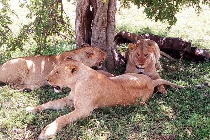 3 days Maasai Mara safari from Nairobi - Key points at a glance