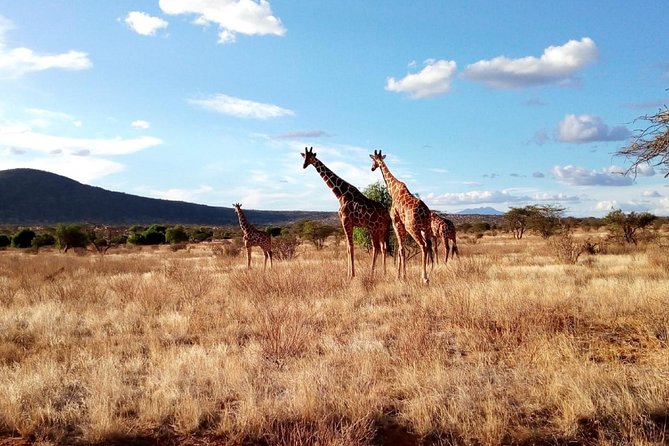 3 days Maasai Mara safari from Nairobi - Who will get the most from this safari