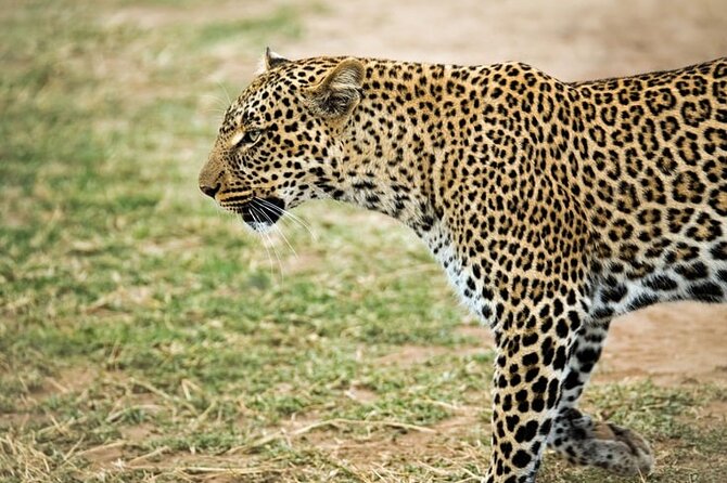 3 Days Maasai Mara Small Group Safari in a 4 x4 Land Cruiser Jeep - Returning to Nairobi after breakfast