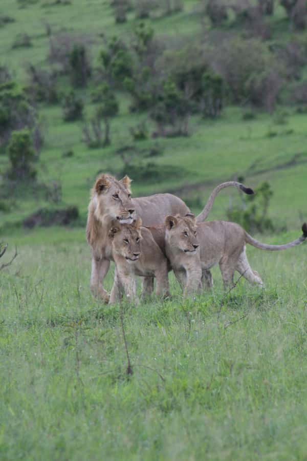 3 Days Maasai Mara Small Group Safari- Jambo Mara Lodge - Key points at a glance