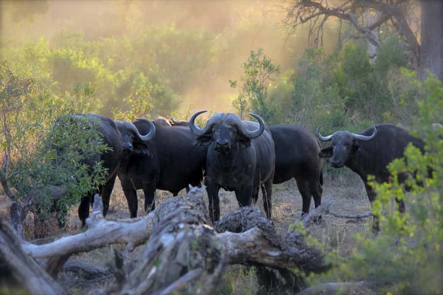 3 Days Maasai Mara Small Group Safari- Jambo Mara Lodge - What the $570 price really covers