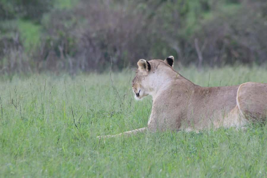 3 Days Maasai Mara Small Group Safari- Jambo Mara Lodge - Small-group guiding and the human side of the trip