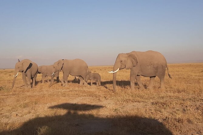 3-Days Maasai Mara unforgettable Adventure- Jeep Private Safari - What the private Jeep adds to the experience