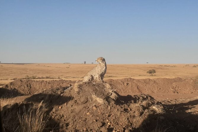3-Days Maasai Mara unforgettable Adventure- Jeep Private Safari - Meals, lodging, and the real value of $1,892.31