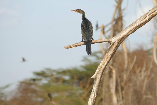 3 days Maasai Mara wildebeest migration safari - What the USD 798 price covers