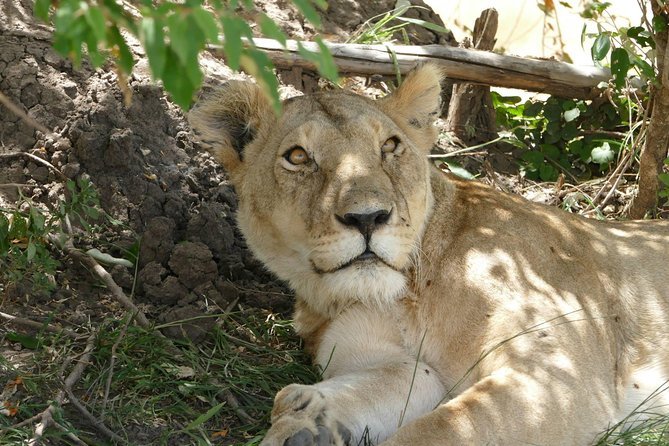 3 days Maasai Mara wildebeest migration safari - Day 2: The full wildlife day