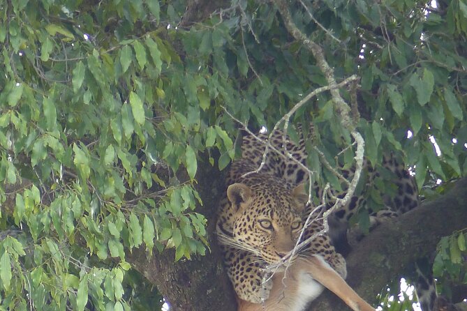 3 Days Magical Maasai Mara Private Tour - Day one, from Nairobi to the afternoon game drive