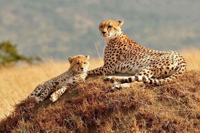 3 Days Mara Jambo Shared Safari Adventure - A classic road safari from Nairobi to Maasai Mara