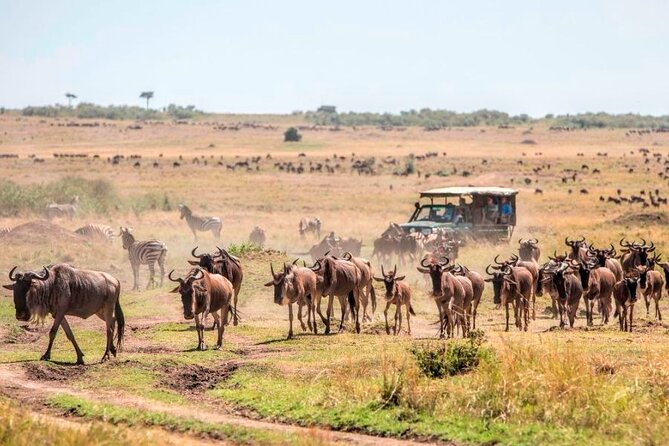 3 Days Mara Jambo Shared Safari Adventure - Day 2: the full-day Maasai Mara game drive
