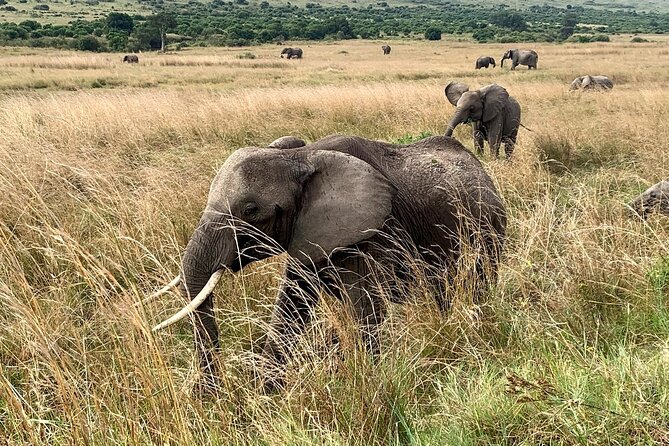 3 Days Mara Jambo Shared Safari Adventure - Two nights at Jambo Mara Lodge