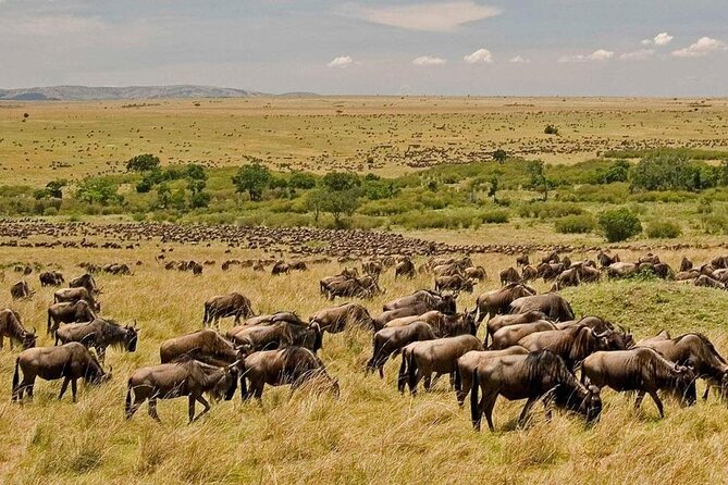 3 Days Mara Jambo Shared Safari Adventure - Arriving at Maasai Mara for lunch and the first game drive