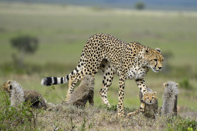 3-Days Masai Mara 4 x 4 Safari from Nairobi - Day two: a full day searching for the Big Five