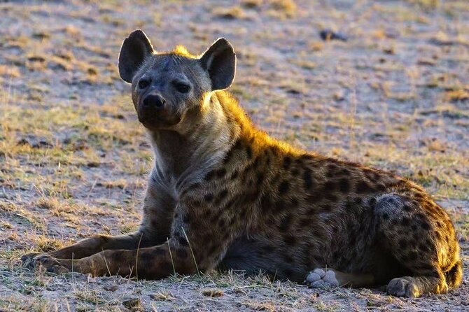 3-Days Masai Mara 4 x 4 Safari from Nairobi - Optional Maasai village visit after the game drive