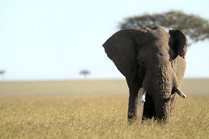 3-Days Masai Mara 4 x 4 Safari from Nairobi - The guide can shape the whole experience