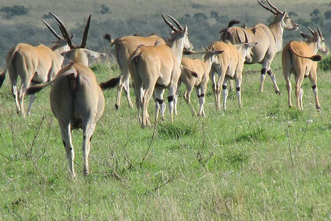 3 days Masai Mara - The Mara River and the search for movement