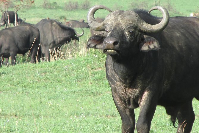 3 days Masai Mara - Meals, timing, and the pace of the trip
