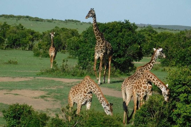 3 Days Masai Mara Budget Cruiser Shared Safari & Maasai Village - Key points at a glance