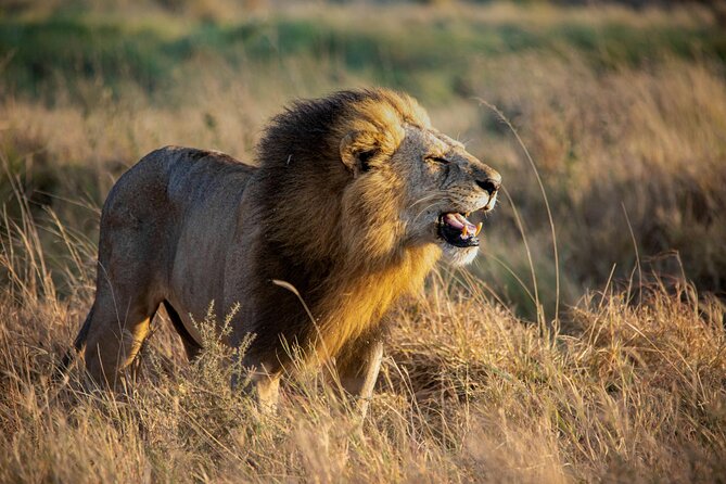 3 Days Masai Mara Budget Cruiser Shared Safari & Maasai Village - Day 3: The long road back to Nairobi
