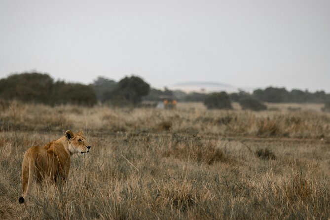 3 Days Masai Mara Budget Cruiser Shared Safari & Maasai Village - The shared vehicle: good value with limits