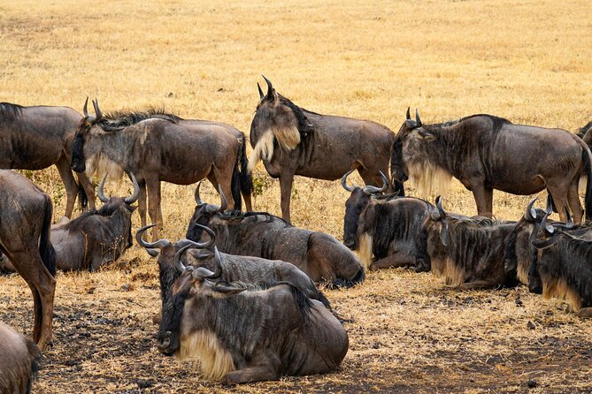 3 Days Masai Mara Budget Cruiser Shared Safari & Maasai Village - Accommodation and meals at Rhino Tourist Camp
