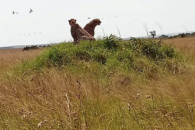 3 Days Masai Mara Budget Cruiser Shared Safari & Maasai Village - Day 2: A full day looking for the Big Five