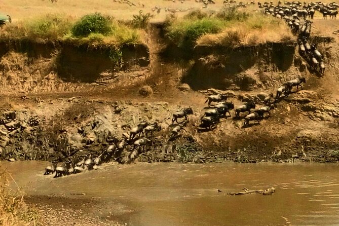 3 Days Masai Mara Budget safari Meals and accommodation included - The real value of $192 per person