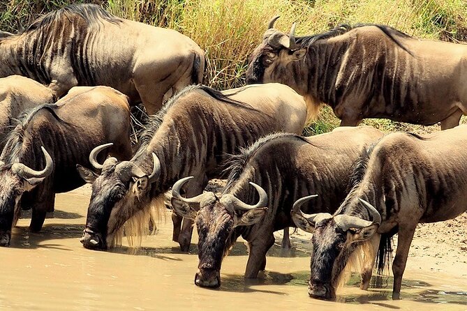 3 Days Masai Mara Camping Safari - Why the 6:30 a.m. drive matters