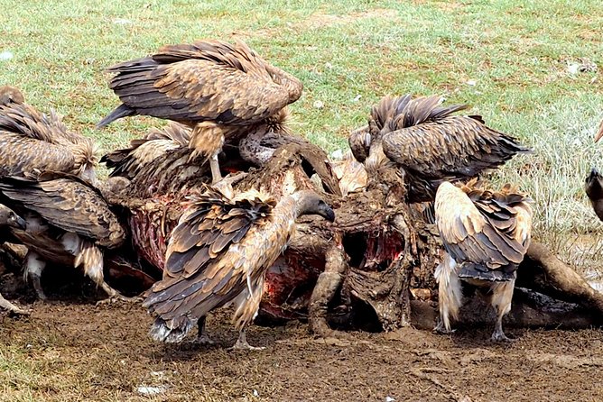 3 Days Masai Mara Camping Safari - The optional Maasai village visit for $20
