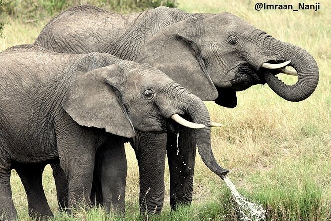 3 Days Masai Mara Camping Safari - The 3:30 p.m. drive and Mara sunset