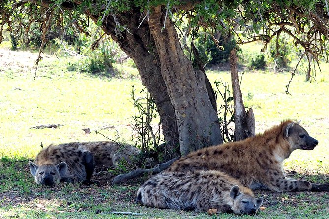 3 Days Masai Mara Camping Safari - A final park drive before returning to Nairobi