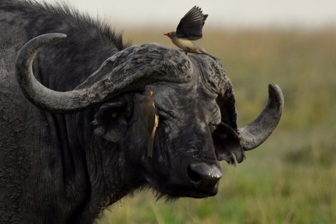 3 Days Masai Mara Camping Safari - The camping question you should settle first