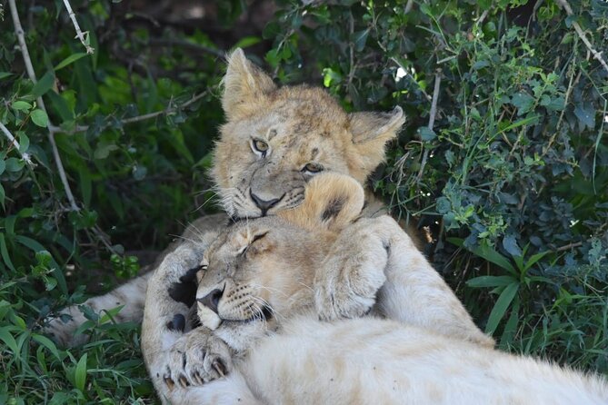 3 Days Masai Mara Camping Safari - Late-morning wildlife and lunch at camp