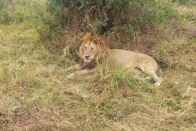 3 Days Masai Mara Experience - Why the guide and vehicle matter