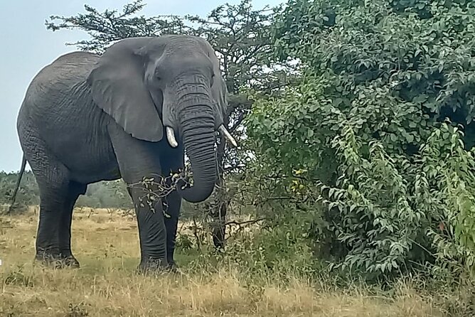 3 Days Masai Mara Experience - Day 2: A full day among lions, elephants, and open plains