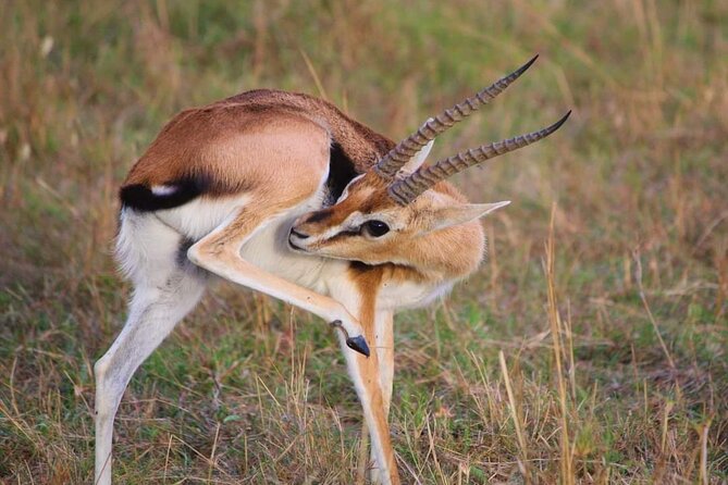 3 Days Masai Mara Flight Safari - Day 1: An arrival game drive before lunch