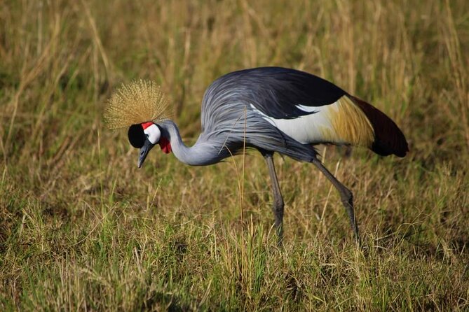 3 Days Masai Mara Flight Safari - Who this safari suits best