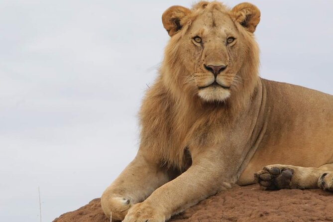 3 Days Masai Mara Flight Safari - Day 2: The main wildlife day in the reserve