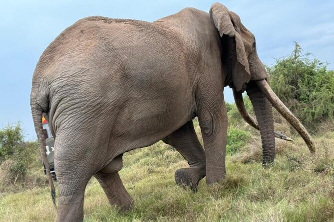 3 Days Masai Mara Group Budget safari in 4x4 Jeep Daily Tour - Key points to know before booking