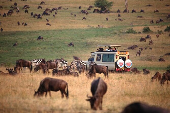 3 Days Masai Mara Group Budget safari in 4x4 Jeep Daily Tour - What the guide can add to the experience