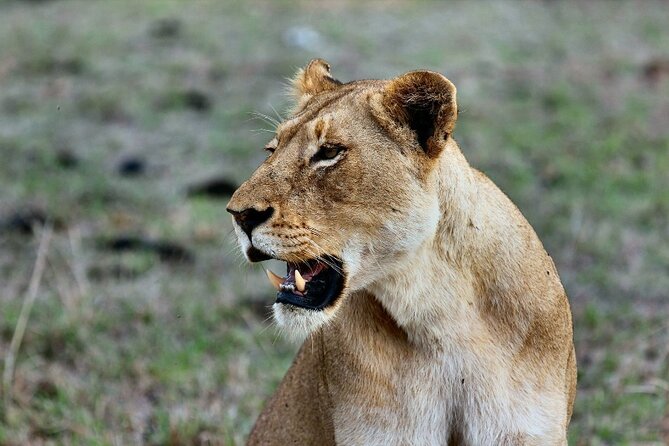 3 Days Masai Mara Group Budget safari in 4x4 Jeep Daily Tour - Camp, meals, and what the price really covers