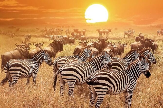 3 Days Masai Mara Group Budget safari in 4x4 Jeep Daily Tour - Who should book this safari