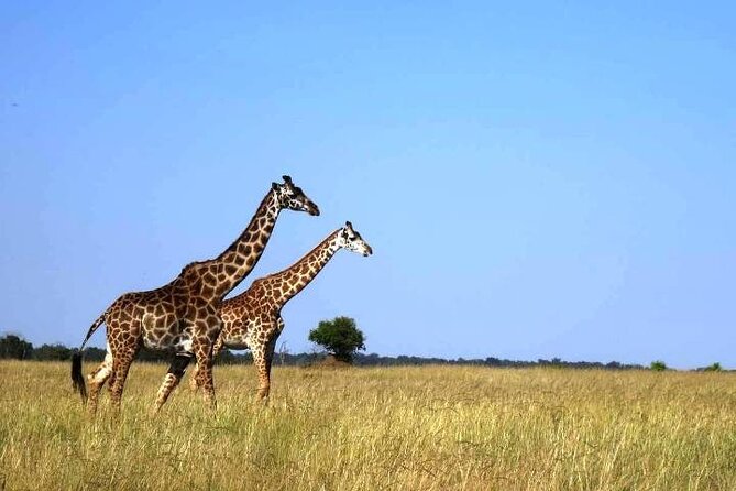 3 Days Masai Mara Group Budget safari in 4x4 Jeep Daily Tour - Should you book the $540 Masai Mara safari?