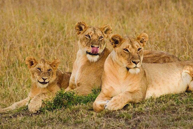 3 Days Masai Mara Group Joining Safari - Key points before you book